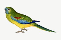 Turquoisine vintage bird illustration. Remixed by rawpixel.