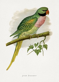 Javan Parrakeet (Psittacula alexandri) colored wood-engraved plate by Alexander Francis Lydon. Digitally enhanced from our own 1884 edition plates of Parrots in Captivity.