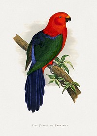 King Parrot (Alisterus scapularis) colored wood-engraved plate by Alexander Francis Lydon. Digitally enhanced from our own 1884 edition plates of Parrots in Captivity.