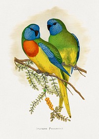 Splendid Parrakeet (Neophema splendida) colored wood-engraved plate by Alexander Francis Lydon. Digitally enhanced from our own 1884 edition plates of Parrots in Captivity.