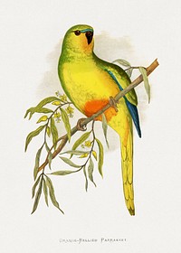 Orange-Bellied Parrakeet (Neophema chrysogaster) colored wood-engraved plate by Alexander Francis Lydon. Digitally enhanced from our own 1884 edition plates of Parrots in Captivity.