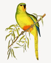 Orange-bellied parakeet vintage bird illustration. Remixed by rawpixel.