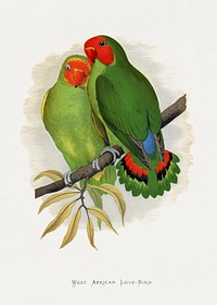 West African Love-Bird (Agapornis) colored wood-engraved plate by Alexander Francis Lydon. Digitally enhanced from our own 1884 edition plates of Parrots in Captivity.