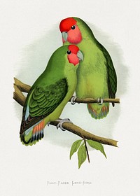 Rosy-Faced Love-Bird (Agapornis roseicollis) colored wood-engraved plate by Alexander Francis Lydon. Digitally enhanced from our own 1884 edition plates of Parrots in Captivity.