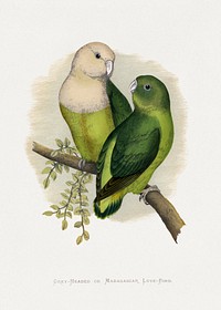 Grey-Headed or Madagascar Love-Bird (Agapornis canus) colored wood-engraved plate by Alexander Francis Lydon. Digitally enhanced from our own 1884 edition plates of Parrots in Captivity.
