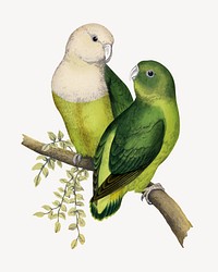 Madagascar love-bird vintage bird illustration. Remixed by rawpixel.