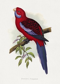 Pennant's Parrakeet (Platycercus elegans) colored wood-engraved plate by Alexander Francis Lydon. Digitally enhanced from our own 1884 edition plates of Parrots in Captivity.