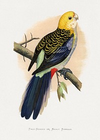 Pale-Headed or Mealy Rosella (Platycercus adscitus) colored wood-engraved plate by Alexander Francis Lydon. Digitally enhanced from our own 1884 edition plates of Parrots in Captivity.