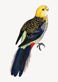 Mealy rosella vintage bird illustration. Remixed by rawpixel.