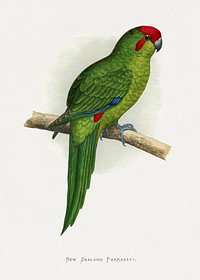 New Zealand Parrakeet (Cyanoramphus novaezelandiae) colored wood-engraved plate by Alexander Francis Lydon. Digitally enhanced from our own 1884 edition plates of Parrots in Captivity.