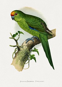 Golden-Crowned Parrakeet (Cyanoramphus auriceps) colored wood-engraved plate by Alexander Francis Lydon. Digitally enhanced from our own 1884 edition plates of Parrots in Captivity.