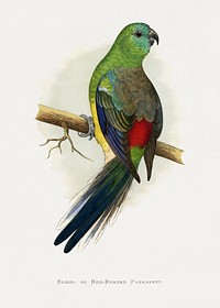 Blood or Red-Rumped Parrakeet (Psephotus haematonotus) colored wood-engraved plate by Alexander Francis Lydon. Digitally enhanced from our own 1884 edition plates of Parrots in Captivity.