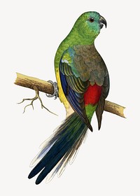 Red-rumped parakeet vintage bird illustration. Remixed by rawpixel.