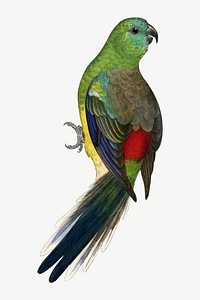 Red-rumped parakeet, vintage bird illustration psd. Remixed by rawpixel.