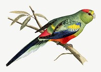 Many-coloured parakeet, vintage bird illustration psd. Remixed by rawpixel.