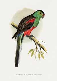 Beautiful or Paradise Parrakeet (Psephotus pulcherrimus) colored wood-engraved plate by Alexander Francis Lydon. Digitally enhanced from our own 1884 edition plates of Parrots in Captivity.