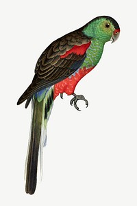 Paradise parakeet, vintage bird illustration psd. Remixed by rawpixel.