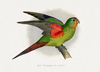 Swift Parrakeet or Lorikeet (Lathamus discolor) colored wood-engraved plate by Alexander Francis Lydon. Digitally enhanced from our own 1884 edition plates of Parrots in Captivity.