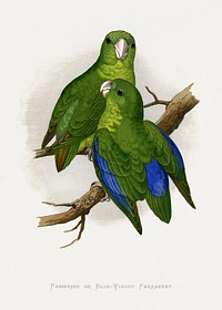 Passerine or Blue-winged Parrakeet (Psittacula columboides) colored wood-engraved plate by Alexander Francis Lydon. Digitally enhanced from our own 1884 edition plates of Parrots in Captivity.