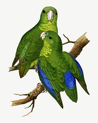 Blue-winged parakeet, vintage bird illustration psd. Remixed by rawpixel.