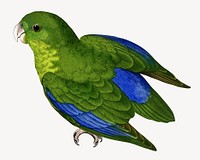 Blue-winged parakeet vintage bird illustration. Remixed by rawpixel.