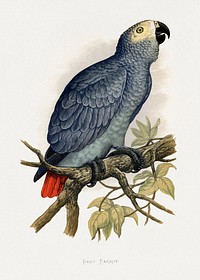 Grey Parrot (Psittacus erithacus) colored wood-engraved plate by Alexander Francis Lydon. Digitally enhanced from our own 1884 edition plates of Parrots in Captivity.