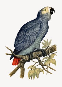Grey parrot vintage bird illustration. Remixed by rawpixel.