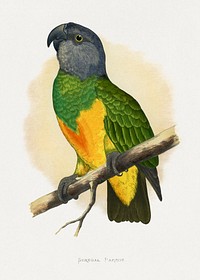 Senegal Parrot (Poicephalus senegalus) colored wood-engraved plate by Alexander Francis Lydon. Digitally enhanced from our own 1884 edition plates of Parrots in Captivity.