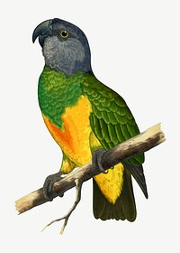 Senegal parrot, vintage bird illustration psd. Remixed by rawpixel.