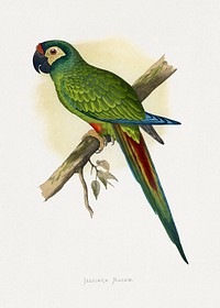 llliger's Macaw (Primolius maracana) colored wood-engraved plate by Alexander Francis Lydon. Digitally enhanced from our own 1884 edition plates of Parrots in Captivity.