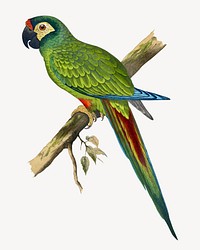 llliger's macaw vintage bird illustration. Remixed by rawpixel.