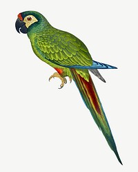 llliger's macaw, vintage bird illustration psd. Remixed by rawpixel.