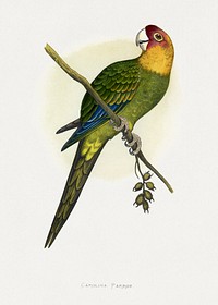 Carolina Parrot (Conuropsis carolinensis) colored wood-engraved plate by Alexander Francis Lydon. Digitally enhanced from our own 1884 edition plates of Parrots in Captivity.