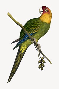 Carolina parrot vintage bird illustration. Remixed by rawpixel.