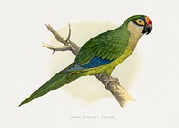 Golden-Crowned Conure (Aratinga auricapillus) colored wood-engraved plate by Alexander Francis Lydon. Digitally enhanced from our own 1884 edition plates of Parrots in Captivity.