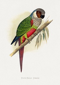 White-Eared Conure (Pyrrhura leucotis) colored wood-engraved plate by Alexander Francis Lydon. Digitally enhanced from our own 1884 edition plates of Parrots in Captivity.