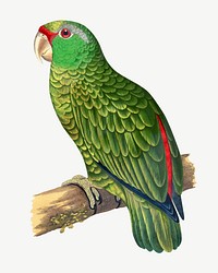 Festive Amazon parrot, vintage bird illustration psd. Remixed by rawpixel.