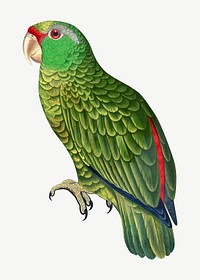 Festive Amazon parrot, vintage bird illustration psd. Remixed by rawpixel.