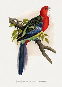 Rose-Hill or Rosella Parrakeet (Platycercus eximius) colored wood-engraved plate by Alexander Francis Lydon. Digitally enhanced from our own 1884 edition plates of Parrots in Captivity.