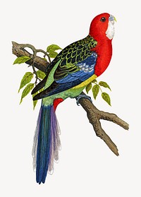 Rosella parakeet vintage bird illustration. Remixed by rawpixel.