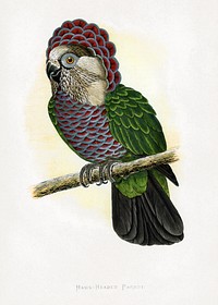 Hawk-Headed Parrot (Deroptyus accipitrinus) colored wood-engraved plate by Alexander Francis Lydon. Digitally enhanced from our own 1884 edition plates of Parrots in Captivity.