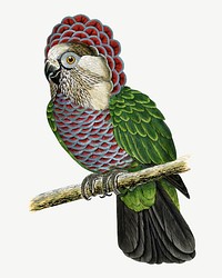 Hawk-headed parrot, vintage bird illustration psd. Remixed by rawpixel.