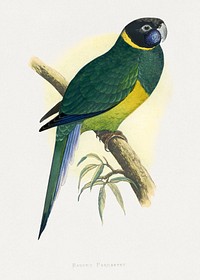 Bauer's Parrakeet (Barnardius zonarius) colored wood-engraved plate by Alexander Francis Lydon. Digitally enhanced from our own 1884 edition plates of Parrots in Captivity.