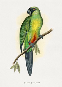 Masked Parrakeet (Prosopeia personata) colored wood-engraved plate by Alexander Francis Lydon. Digitally enhanced from our own 1884 edition plates of Parrots in Captivity.