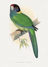 Yellow-Naped Parrakeet (Platycercus Baueri) colored wood-engraved plate by Alexander Francis Lydon. Digitally enhanced from our own 1884 edition plates of Parrots in Captivity.