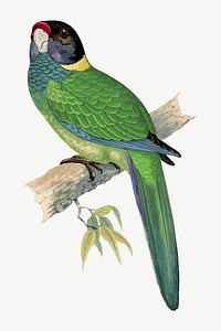 Yellow-naped parakeet, vintage bird illustration psd. Remixed by rawpixel.