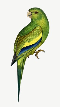 Canary-winged conure, vintage bird illustration psd. Remixed by rawpixel.