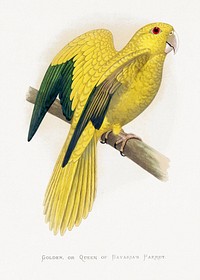 Golden or Queen Bavaria's Parrot (Guaruba guarouba) colored wood-engraved plate by Alexander Francis Lydon. Digitally enhanced from our own 1884 edition plates of Parrots in Captivity.