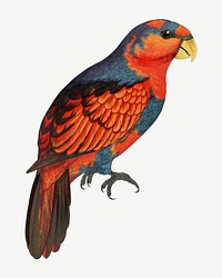 Blue-breasted lory, vintage bird illustration psd. Remixed by rawpixel.