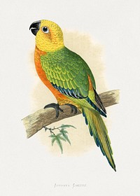 Jendaya Conure (Aratinga jandaya) colored wood-engraved plate by Alexander Francis Lydon. Digitally enhanced from our own 1884 edition plates of Parrots in Captivity.